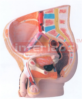 HUMAN MALE PELVIS, 2 PARTS